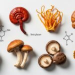 Medicinal Mushrooms Guide to Benefits, Types & Uses 2026