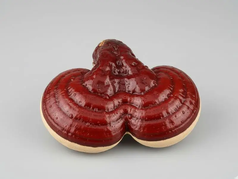What is reishi mushroom? Red Ganoderma lucidum with glossy surface.