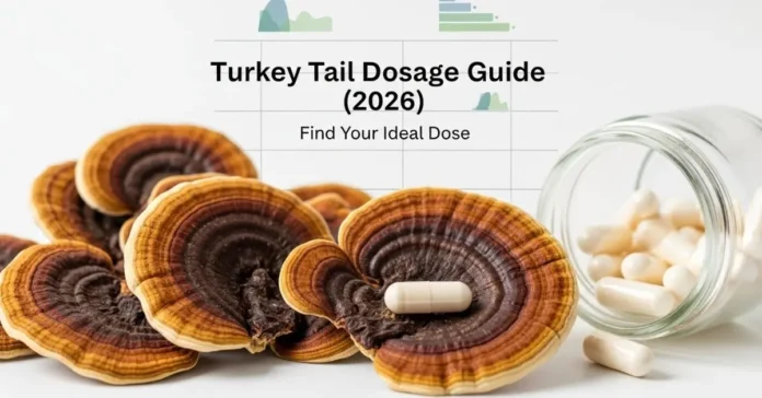 Turkey tail dosage guide showing how much turkey tail mushroom to take safely