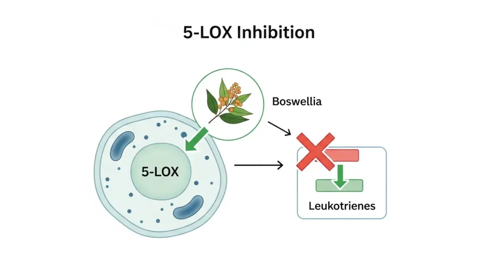boswellia anti inflammatory 5 lox inhibition