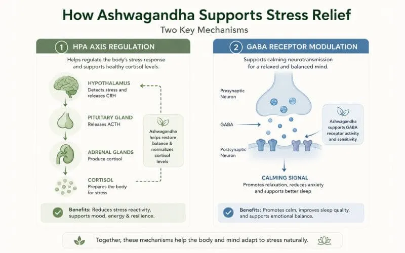 Ashwagandha mechanism HPA axis and GABA receptors explained