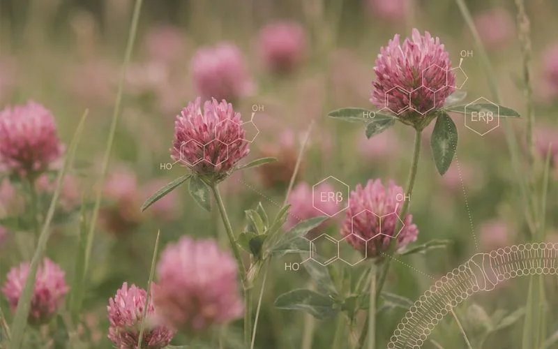 red clover isoflavones menopause phytoestrogen benefits