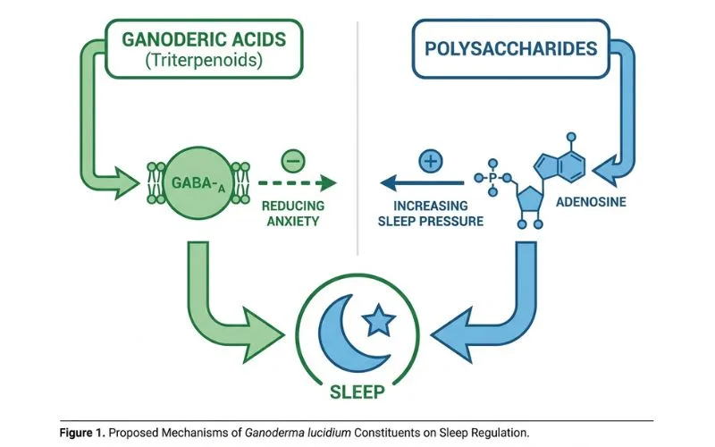reishi mushroom for sleep mechanism GABA and adenosine pathways diagram