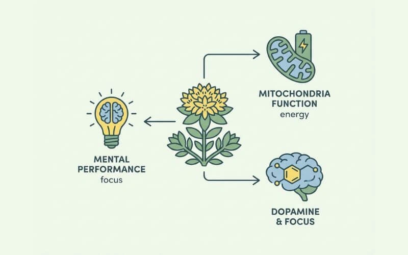 how rhodiola improves energy and mental performance